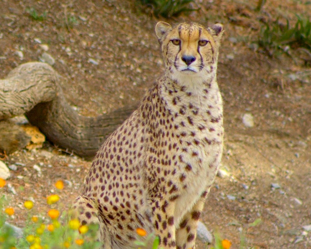 Learn what we're all about at The Living Desert Zoo and Gardens.