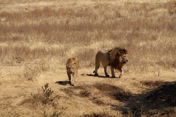 Lions at the Ngorongoro Conservation Area.