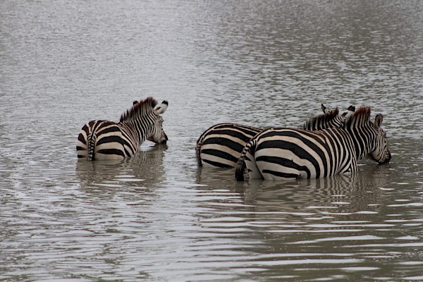 Three zebras at the Tarangire National Park.