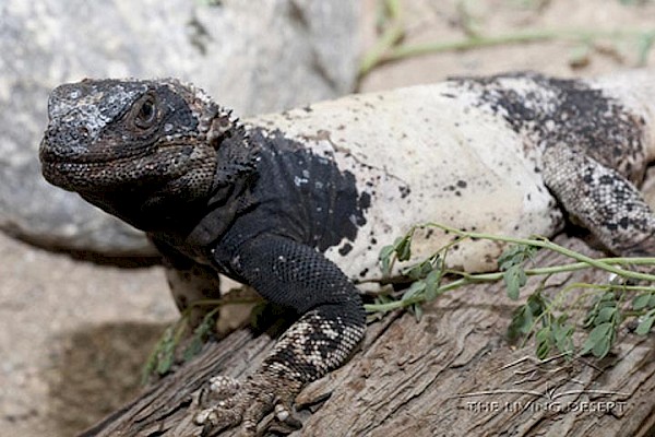 Chuckwalla at The Living Desert Zoo and Gardens. Click to see more.