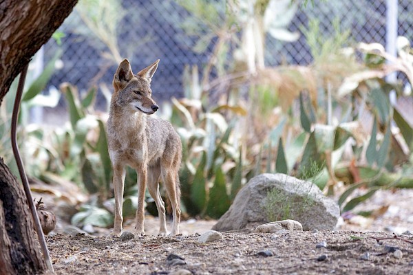 Coyote at The Living Desert Zoo and Gardens. Click to see more.