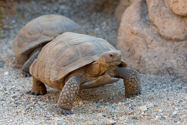 Desert Tortoise at The Living Desert Zoo and Gardens