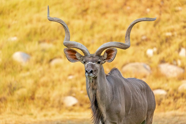 Greater Kudu at The Living Desert Zoo and Gardens. Click to see more.