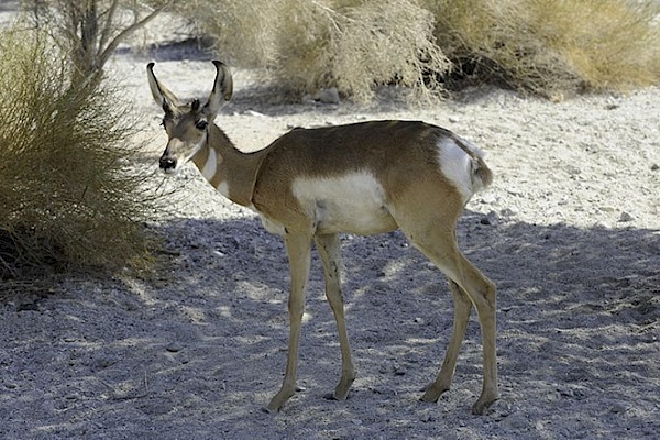 Peninsula Pronghorn at The Living Desert Zoo and Gardens. Click to see more.