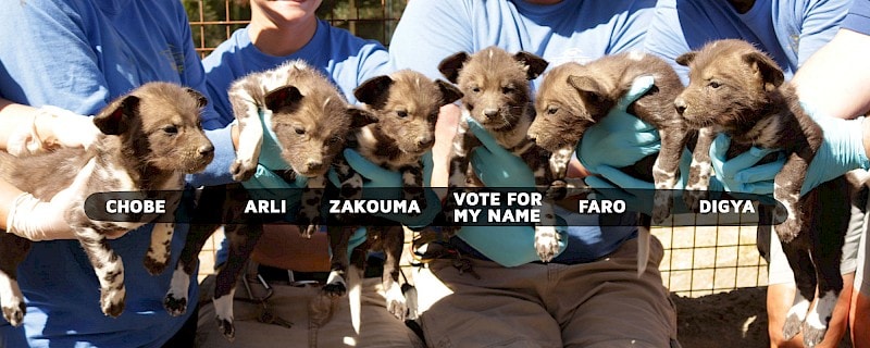 African Wild Dog Puppies and their names