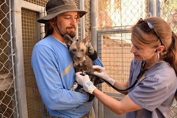 Dr. Goodnight with African Wild Dog Puppy