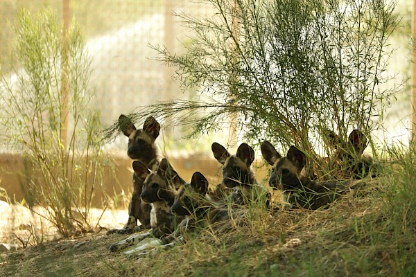 All 6 African Wild Dog puppies