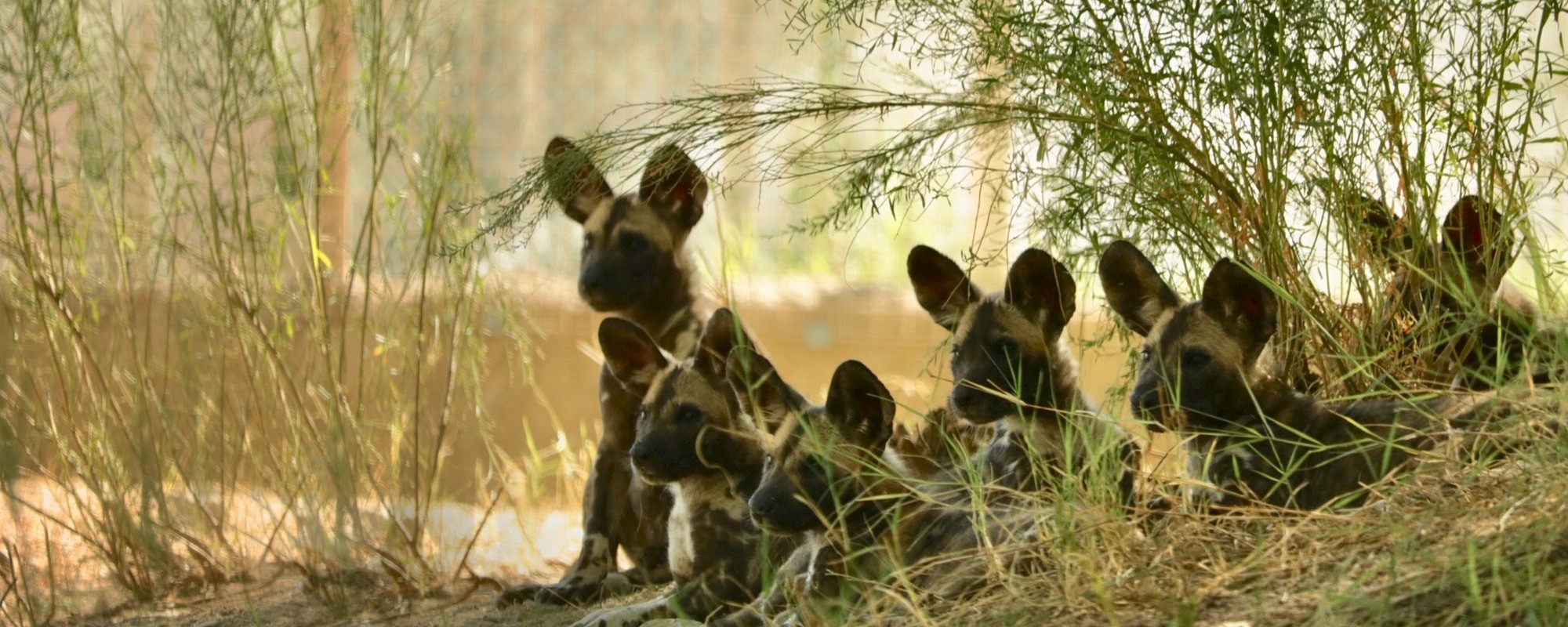 African Wild Dog puppies on habitat at The Living Desert
