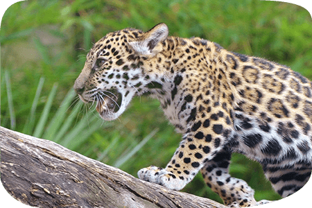 2010 jaguar cub