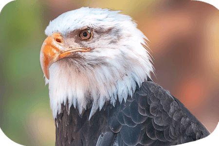 1990s Eagle Canyon Bald Eagle