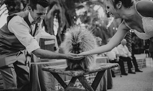 Invite animal encounters for your wedding reception.