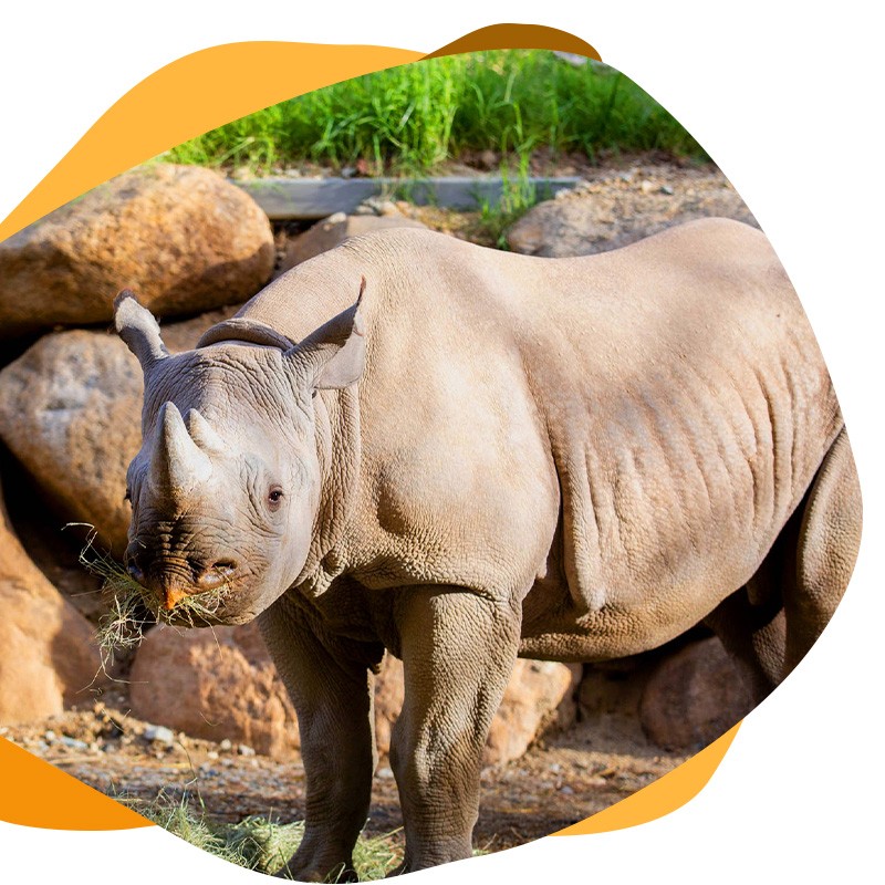 Rhino Savanna Phase 2 Capital Campaign image