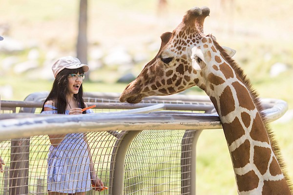 Feed a giraffe at the Living Desert Zoo and Gardens. Click for more details.