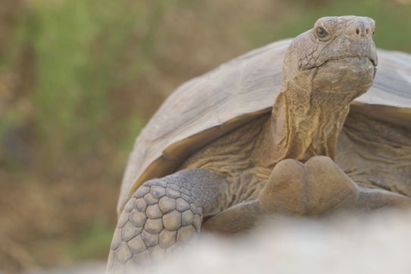 The Living Desert, in partnership with the regional California Turtle and Tortoise Club, coordinates the Desert Tortoise Adoption Program.