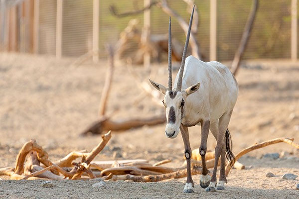 Sahara Conservation Fund at The Living Desert Zoo and Gardens.