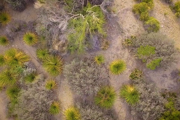 The Living Desert Zoo and Gardens is working to rebuild native plant populations in local restoration areas.