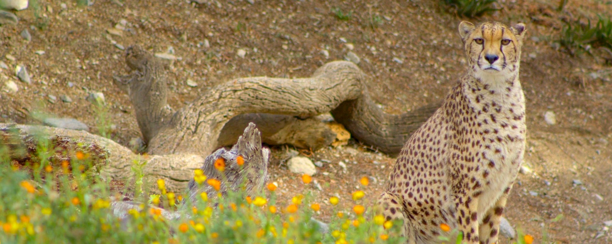 Learn what we're all about at The Living Desert Zoo and Gardens.