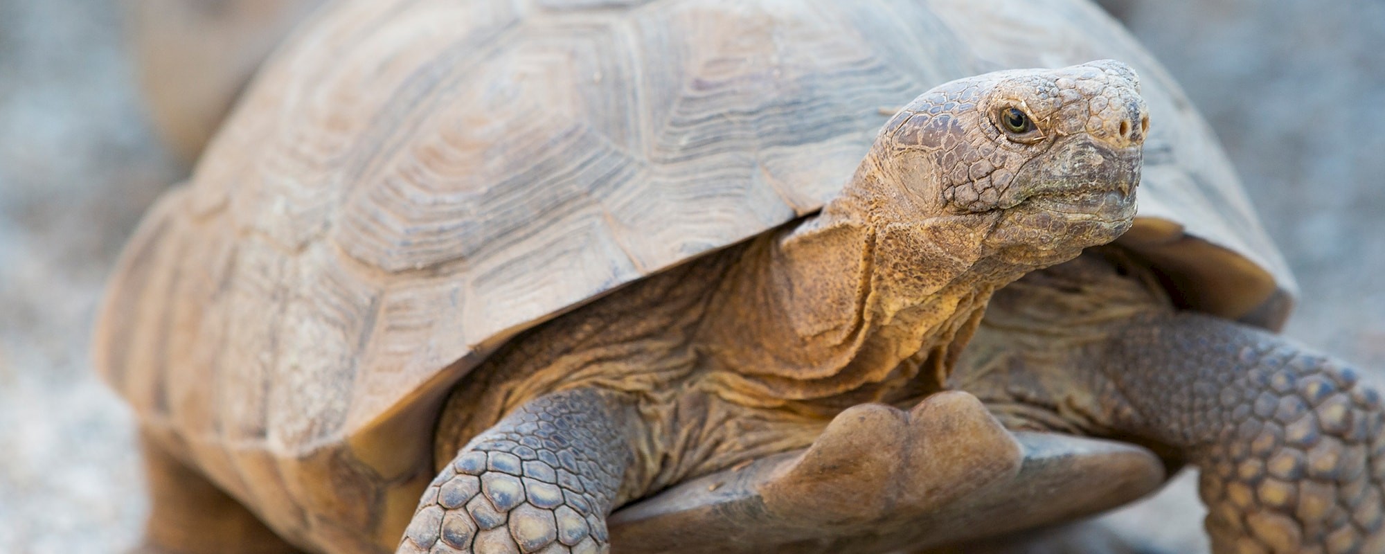 Desert tortoise education resources at The Living Desert Zoo and Gardens.