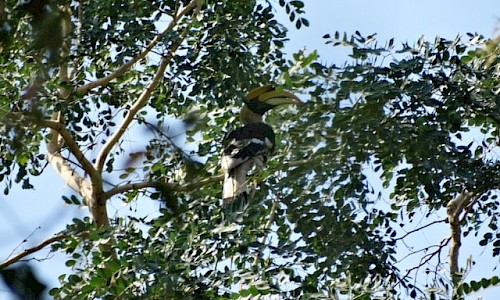Malabar Pied Hornbill. Photo 1.
