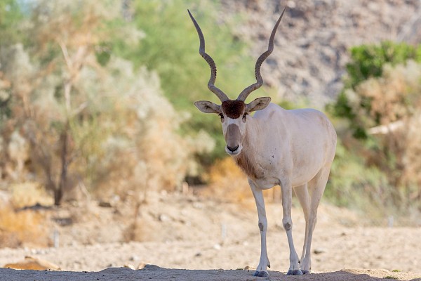 Addax at The Living Desert Zoo and Gardens. Click to see more.