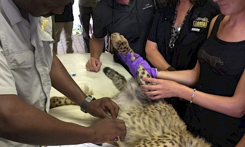 Mike Chedester and the CCF team doing exam of the cheetah cub #1.