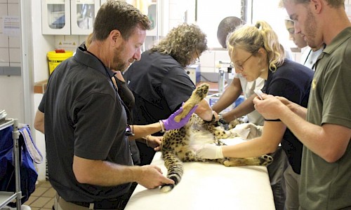 Mike and the CCF team doing exam of the cheetah cub #3.