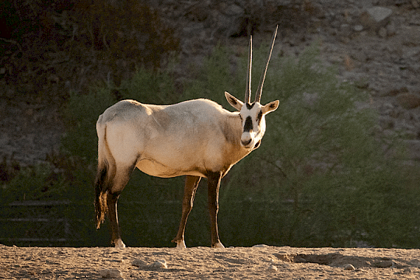 Arabian Oryx at The Living Desert Zoo and Gardens. Click to see more.