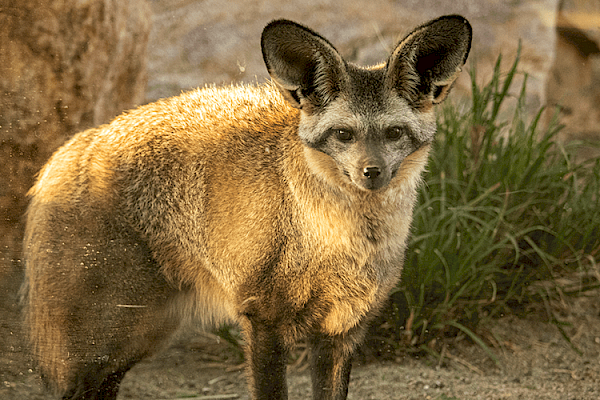 Bat-Eared Fox at The Living Desert Zoo and Gardens. Click to see more.