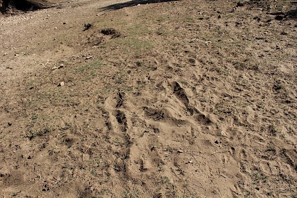 Photo of Giraffe tracks.