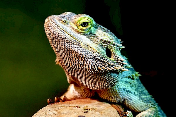 Bearded Dragon at The Living Desert Zoo and Gardens. Click to see more.