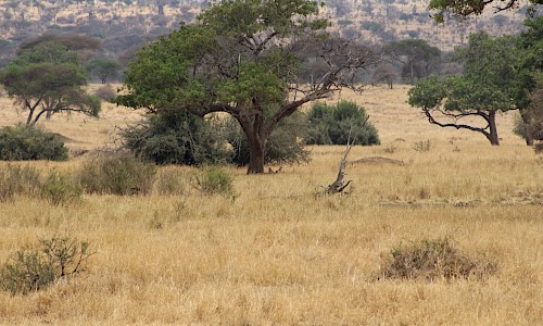 Photo of Baobab tree.