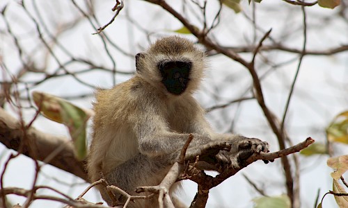 Photo of Vervet Monkey.