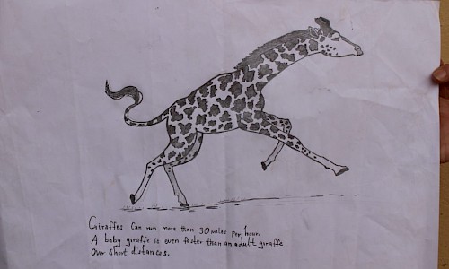 Giraffe illustration made by Tanzanian students.