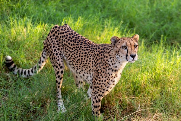 Cheetah at The Living Desert Zoo and Gardens. Click to see more.