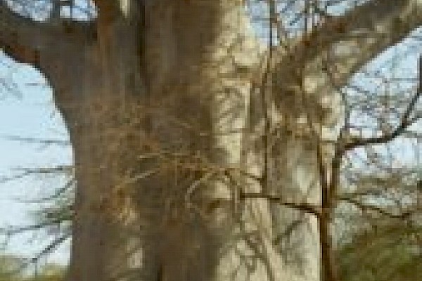 Photo of RoxAnna under a baobab tree.