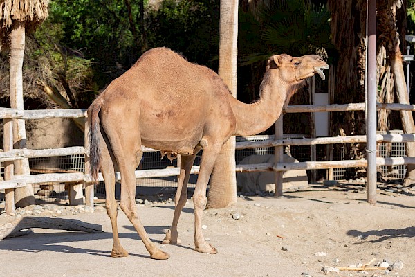 Dromedary Camel at The Living Desert Zoo and Gardens. Click to see more.