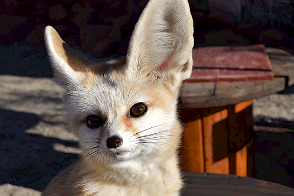 Fennec Fox at The Living Desert Zoo and Gardens. Click to see more.