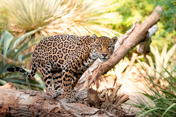 Jaguar at The Living Desert Zoo and Gardens. Click to see more.