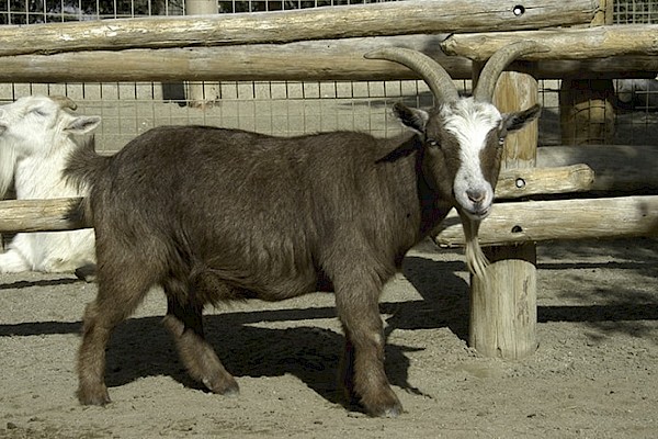 Nigerian Dwarf Goat at The Living Desert Zoo and Gardens. Click to see more.