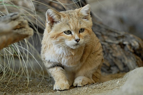 Sand Cat | The Living Desert