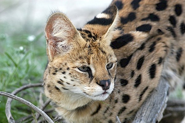 Serval at The Living Desert Zoo and Gardens. Click to see more.