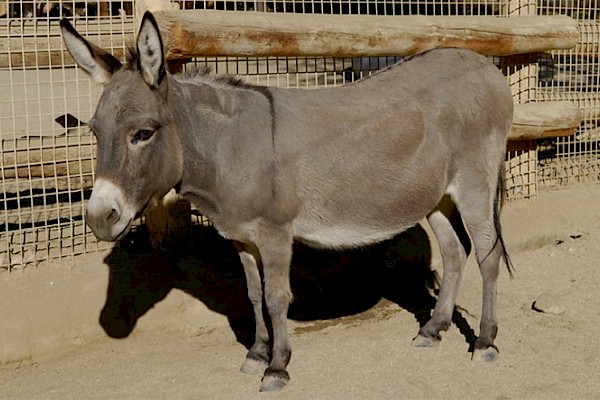 Sicilian Dwarf Donkey at The Living Desert Zoo and Gardens. Click to see more.
