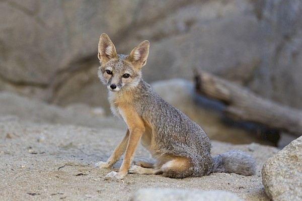 Swift Fox at The Living Desert Zoo and Gardens. Click to see more.
