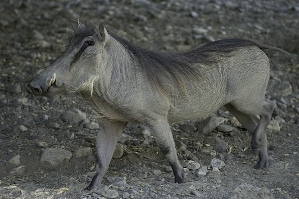 Warthog at The Living Desert Zoo and Gardens. Click to see more.