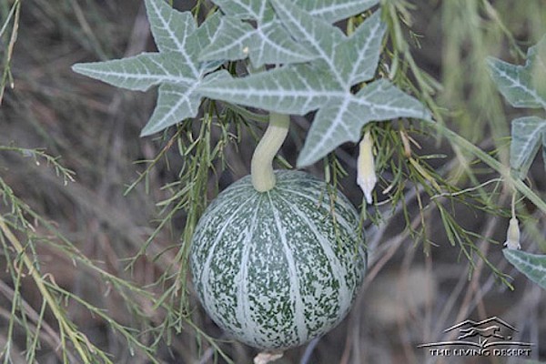 Coyote Melon at The Living Desert Zoo and Gardens. Click to see more.