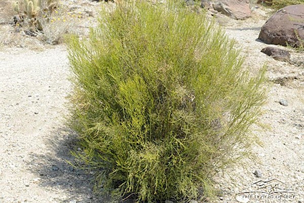 Desert Baccharis at The Living Desert Zoo and Gardens. Click to see more.