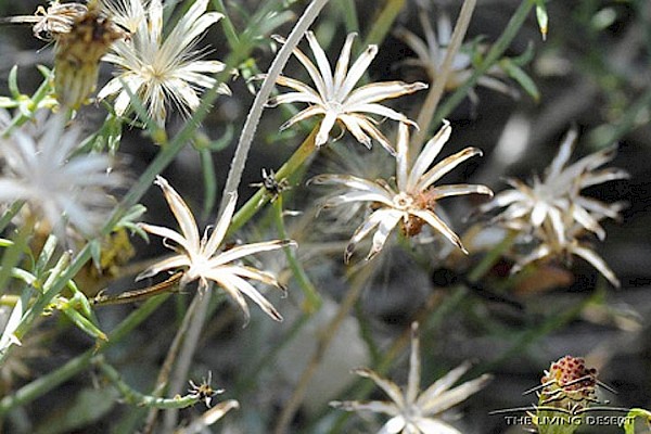 San Felipe Dyssodia, San Felipe Dogweed at The Living Desert Zoo and Gardens. Click to see more.