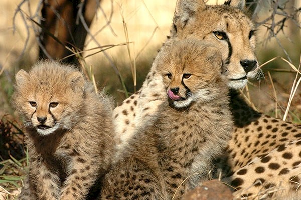 Explore Kenya with The Living Desert Travel Club. Click for more information.