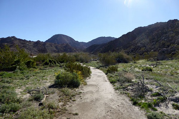 Trails at The Living Desert Zoo and Gardens blooming after the rain season