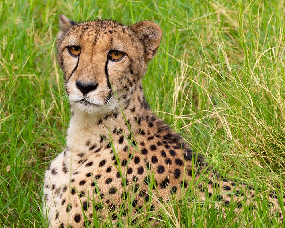 Celebrate cheetah day with The Living Desert Zoo and Gardens.